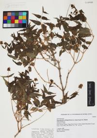 Koanophyllon solidaginifolium image
