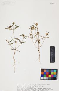 Sanvitalia abertii image