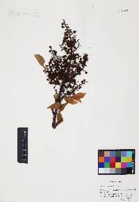 Pistacia texana image