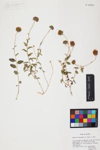 Encelia frutescens image
