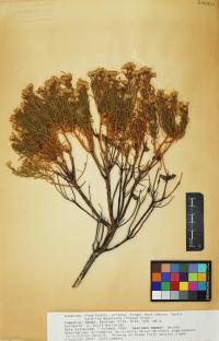 Ericameria laricifolia image