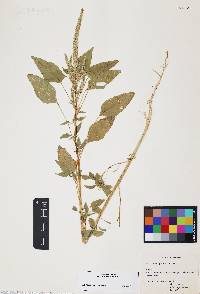 Amaranthus palmeri image