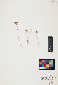 Calycoseris wrightii image