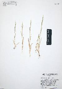 Brachypodium distachyon image