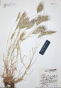 Bromus rubens image