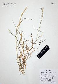 Brachypodium mexicanum image