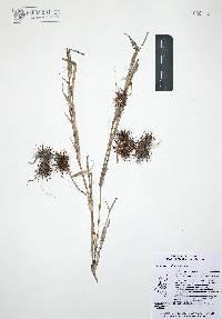 Cenchrus palmeri image