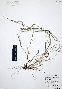 Brachypodium mexicanum image