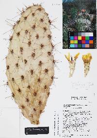 Opuntia engelmannii image