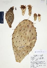 Opuntia comonduensis image