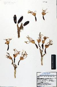 Agave sobria subsp. sobria image