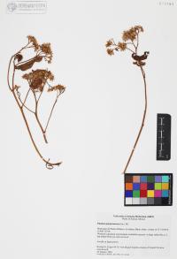 Pluchea odorata image