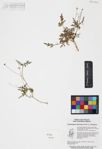 Coreocarpus sonoranus var. sonoranus image