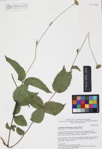 Lasianthaea podocephala image