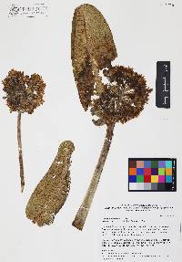 Asclepias lemmonii image