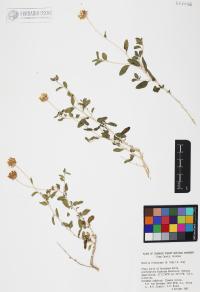 Encelia frutescens image
