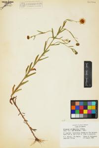 Erigeron strigulosus image