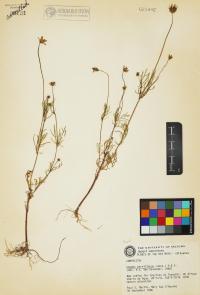 Cosmos parviflorus image