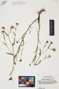 Erigeron strigulosus image