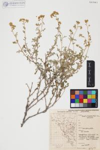 Parthenium incanum image
