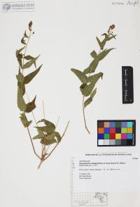 Koanophyllon solidaginifolium image