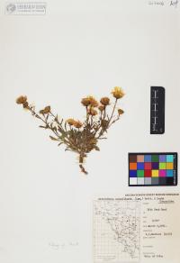 Heterotheca subaxillaris image