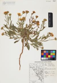 Heterotheca subaxillaris image