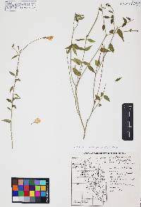 Haplophyton cimicidum var. crooksii image