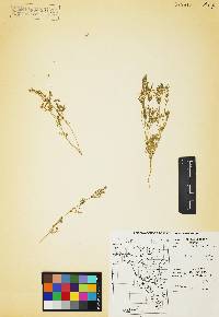 Daucus pusillus image