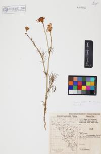 Senecio flaccidus image