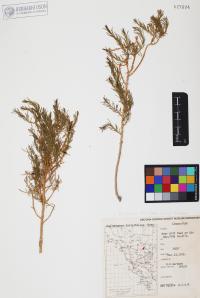 Ericameria laricifolia image
