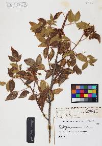 Rhus virens var. choriophylla image