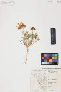 Gaillardia arizonica image