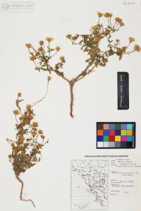 Heterotheca subaxillaris image