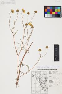 Heliomeris longifolia image