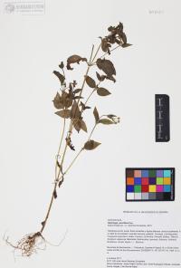 Galinsoga parviflora image