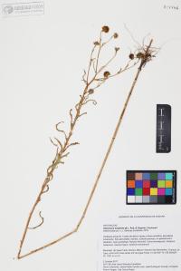 Heliomeris longifolia image