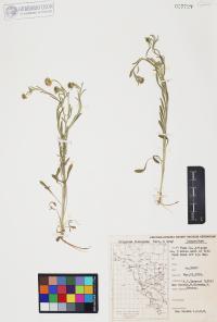 Erigeron divergens image