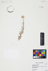 Gnaphalium palustre image