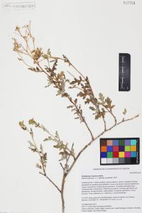Parthenium incanum image
