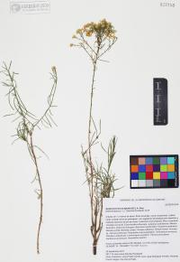 Gutierrezia microcephala image