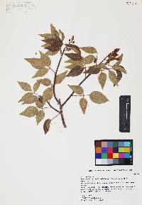 Rhus virens image