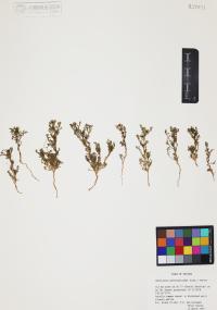 Matricaria discoidea image