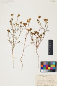 Malacothrix fendleri image