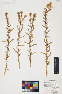 Isocoma acradenia image