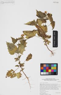 Perityle californica image