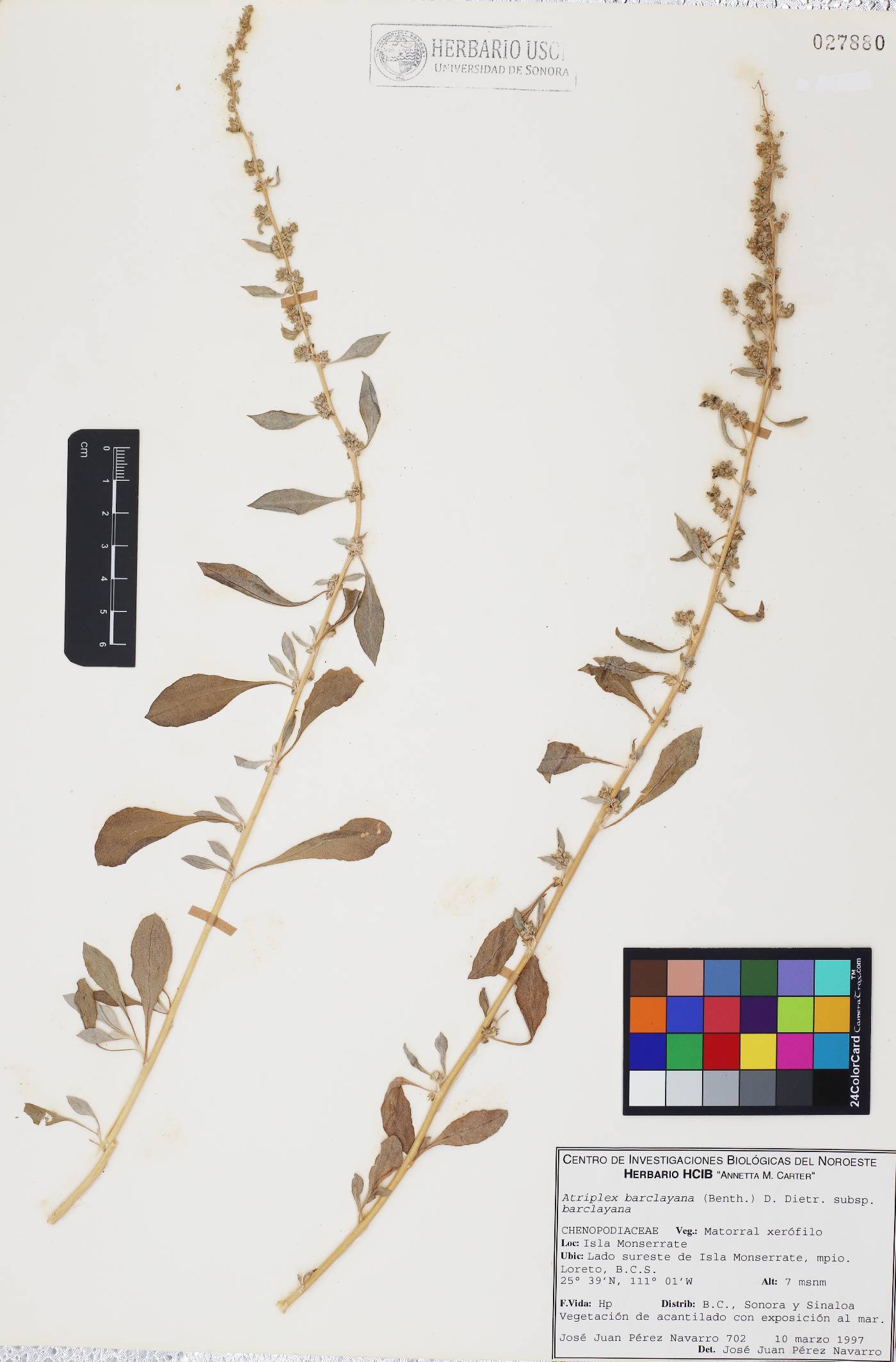 Atriplex barclayana subsp. barclayana image