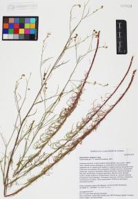 Hymenothrix wrightii image