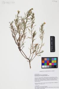 Ericameria laricifolia image