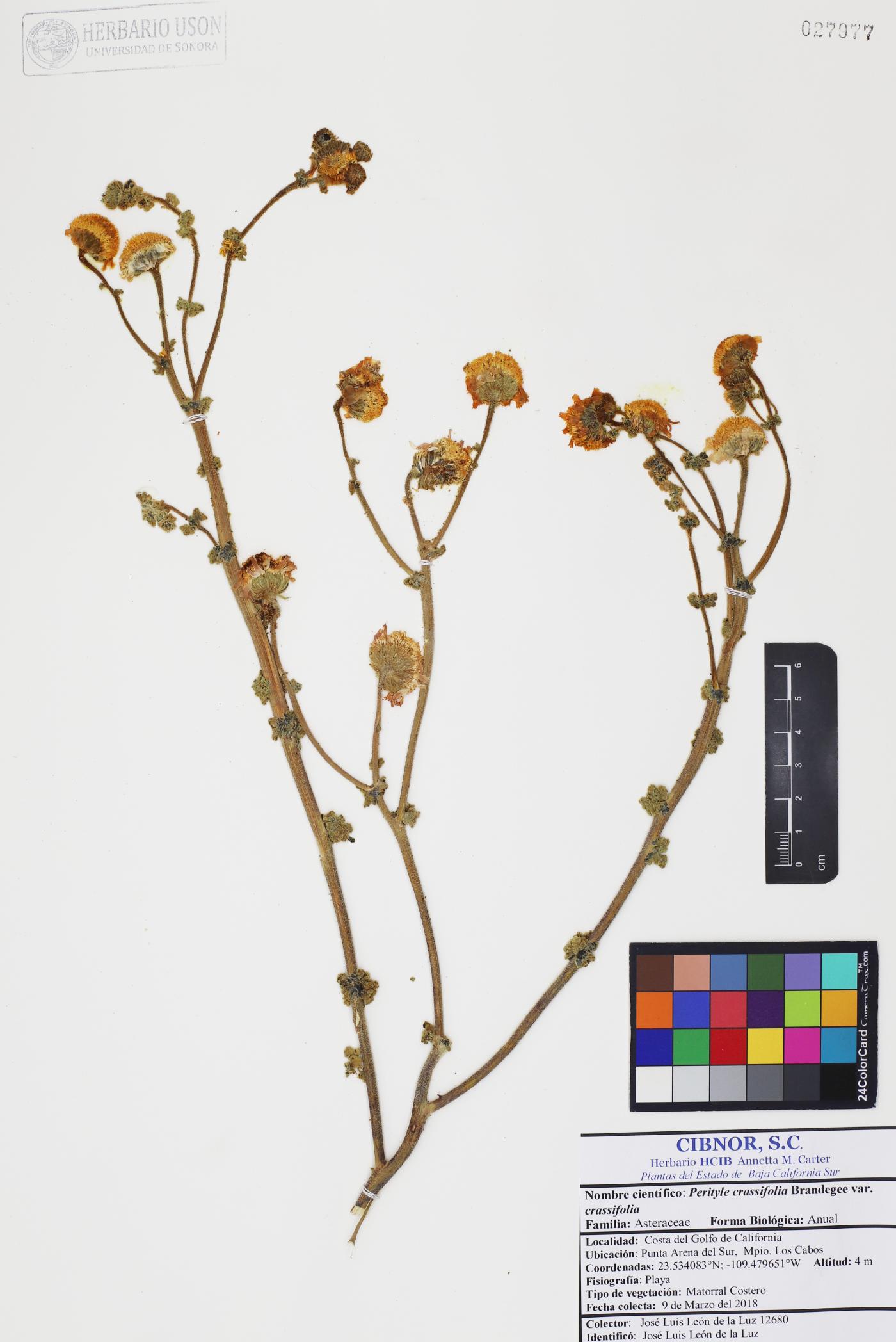 Perityle crassifolia var. crassifolia image